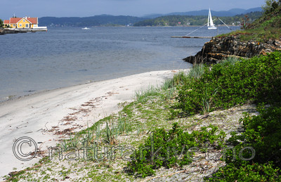 SIR_0580 / Rosa rugosa / Rynkerose