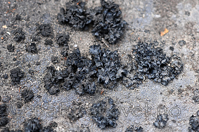 SIR_0674 / Thyrea confusa