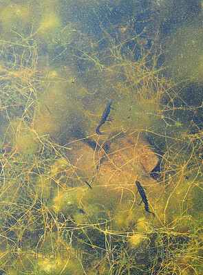 SIR_0692 / Chara aculeolata / Piggkrans <br /> Lissotriton vulgaris / Småsalamander