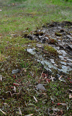 SIR_0773 / Cladonia subrangiformis / Kystgaffel