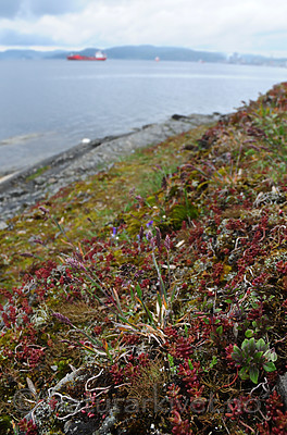 SIR_0778 / Cladonia subrangiformis / Kystgaffel