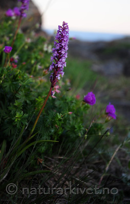 SIR_0884 / Gymnadenia conopsea / Brudespore