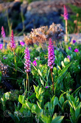 SIR_0901 / Gymnadenia conopsea / Brudespore