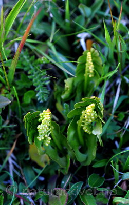 SIR_1298 / Botrychium lunaria / Marinøkkel