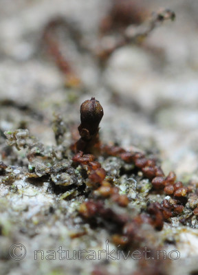 SIR_1335 / Frullania oakesiana / Oreblæremose