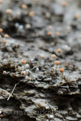 SIR_1349 / Sclerophora pallida / Bleikdoggnål