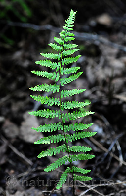 SIR_1516 / Thelypteris palustris / Myrtelg