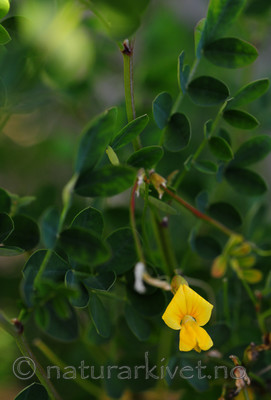 SIR_1582 / Hippocrepis emerus / Buskvikke