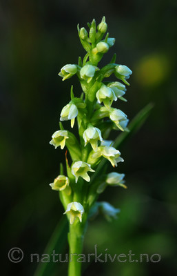 SIR_1712 / Pseudorchis albida / Hvitkurle <br /> Pseudorchis albida