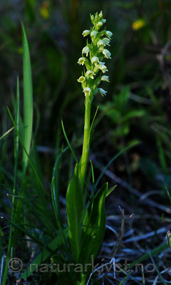 SIR_1715 / Pseudorchis albida / Hvitkurle <br /> Pseudorchis albida