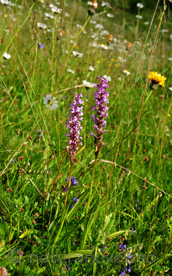 SIR_1811 / Gymnadenia conopsea / Brudespore