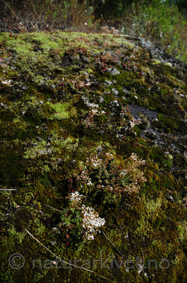 SIR_2268 / Sedum album / Hvitbergknapp