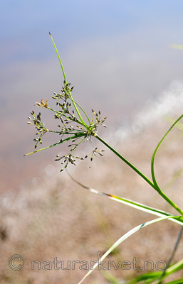 SIR_2353 / Scirpus radicans / Buesivaks