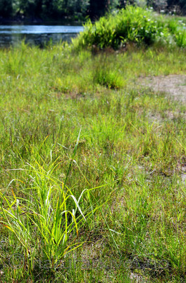 SIR_2374 / Scirpus radicans / Buesivaks