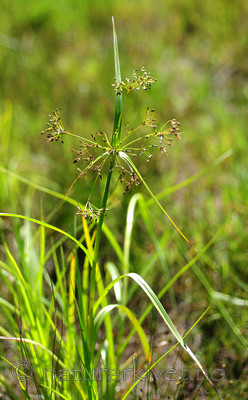 SIR_2377 / Scirpus radicans / Buesivaks