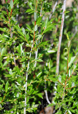SIR_2394 / Salix daphnoides / Påskepil <br /> Salix daphnoides