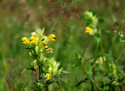 SIR_2628 / Rhinanthus angustifolius / Storengkall