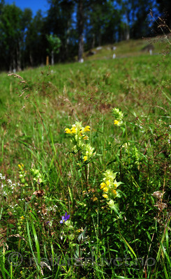 SIR_2629 / Rhinanthus angustifolius / Storengkall