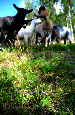 SIR_2634 / Gentianella campestris campestris / Engbakkesøte