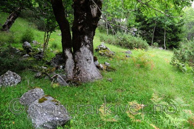 SIR_2905 / Fraxinus excelsior / Ask