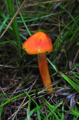SIR_3146 / Hygrocybe intermedia / Flammevokssopp