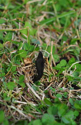 SIR_3261 / Geoglossum umbratile / Brunsvart jordtunge