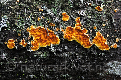 SIR_3341 / Pseudomerulius aureus / Flammenettskinn