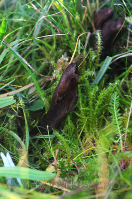 SIR_3556 / Microglossum atropurpureum / Vrangjordtunge