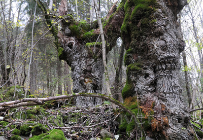 SIR_3662 / Ulmus glabra / Alm