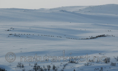 SIR_4420 / Rangifer tarandus / Rein