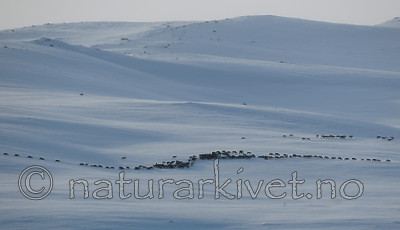 SIR_4429 / Rangifer tarandus / Rein