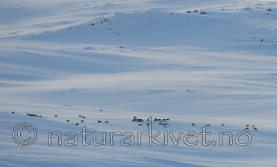 SIR_4467 / Rangifer tarandus / Rein