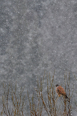 SIR_5063_2 / Falco tinnunculus / Tårnfalk