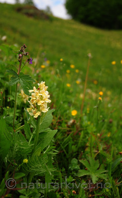 SIR_5385 / Dactylorhiza sambucina / Søstermarihand
