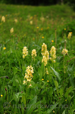 SIR_5395 / Dactylorhiza sambucina / Søstermarihand