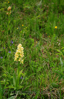 SIR_5502 / Dactylorhiza sambucina / Søstermarihand