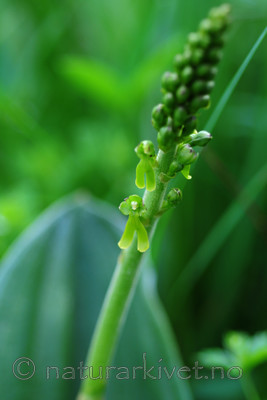 SIR_5541 / Listera ovata / Stortveblad