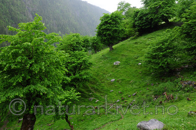 SIR_5603 / Ulmus glabra / Alm