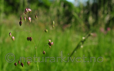 SIR_5796 / Briza media / Hjertegras