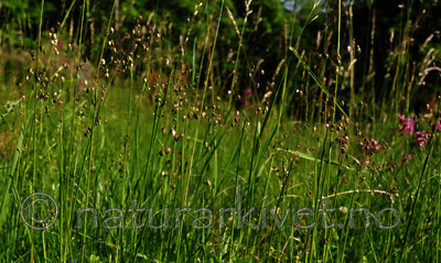 SIR_5797 / Briza media / Hjertegras