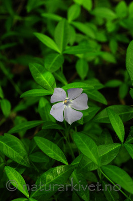 SIR_5898 / Vinca minor / Gravmyrt
