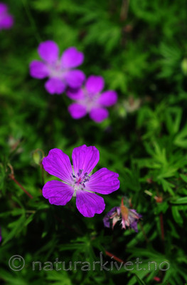 SIR_5908 / Geranium sanguineum / Blodstorkenebb
