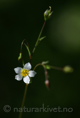 SIR_5933 / Linum catharticum / Vill-lin