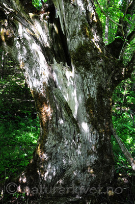 SIR_6056 / Ulmus glabra / Alm