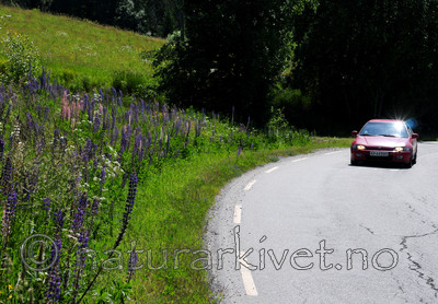 SIR_6080 / Lupinus polyphyllus / Hagelupin