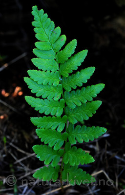SIR_6137 / Dryopteris cristata / Vasstelg