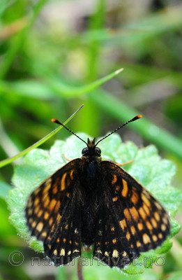 SIR_6175 / Melitaea diamina / Mørk rutevinge