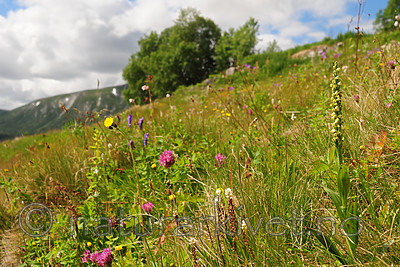 SIR_6387 / Pseudorchis albida / Hvitkurle <br /> Pseudorchis albida