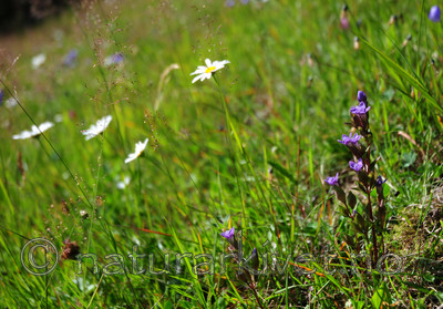 SIR_6683 / Gentianella campestris campestris / Engbakkesøte