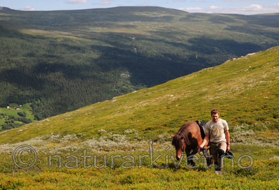 SIR_6801 / Equus caballus / Hest